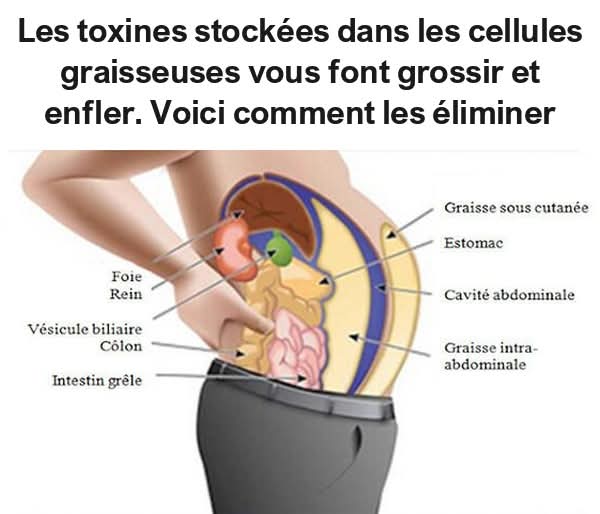 Les toxines stockées dans les cellules graisseuses vous font grossir et enfler. Voici comment les éliminer