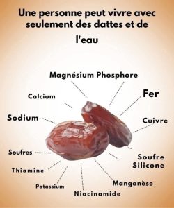 Dattes et eau : un duo vital du désert