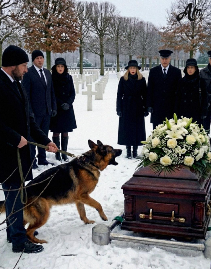 Le chien a aboyé devant le cercueil… et la vérité a éclaté